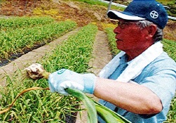 土壌をチェックするペルサルーテの生産者