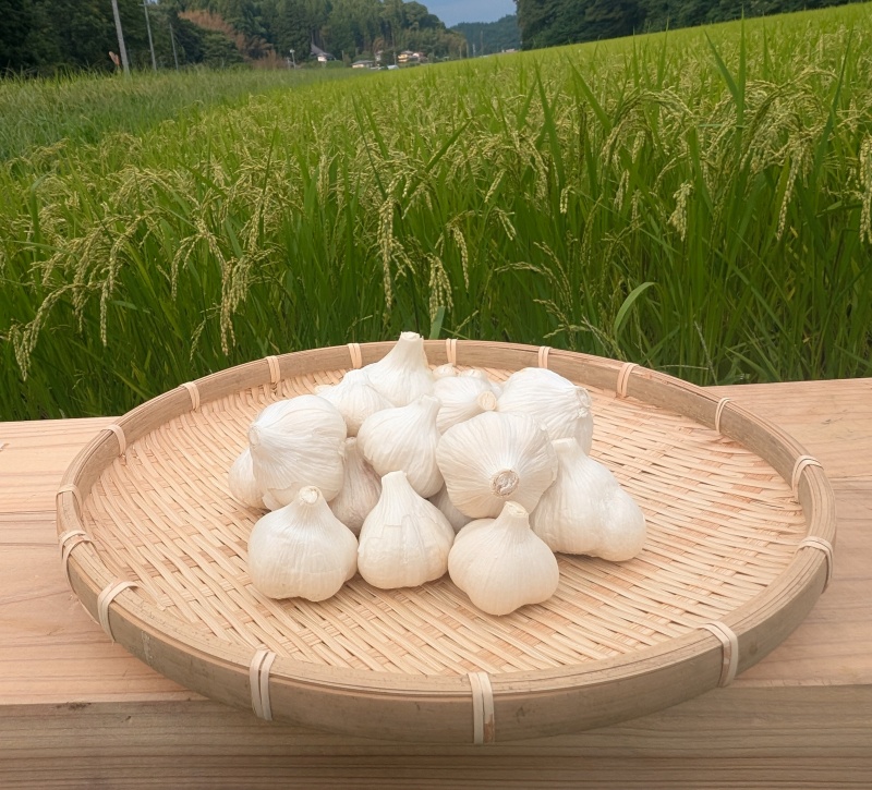 にんにく５００ｇいり１袋